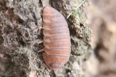 Armadillidae
