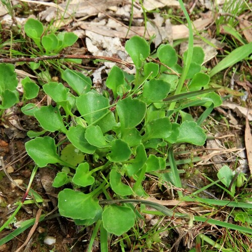 Image of Viola cleistogamoides by (c) Elspeth Swan, some rights reserved (CC BY)