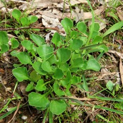 Viola cleistogamoides