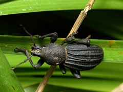Talaurinus