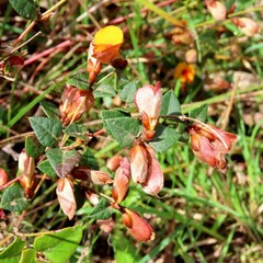 Platylobium obtusangulum