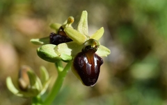 Ophrys sphegodes