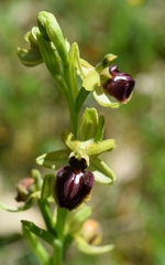 Ophrys sphegodes