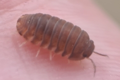 Armadillidae
