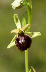 Ophrys sphegodes