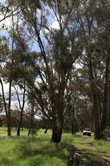 Eucalyptus melliodora