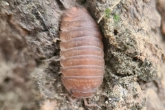 Armadillidae