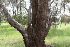 Eucalyptus melliodora