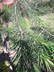 Melaleuca armillaris