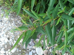 Boehmeria densiflora