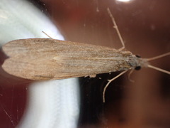 Triplectides cephalotes