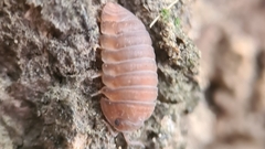 Armadillidae