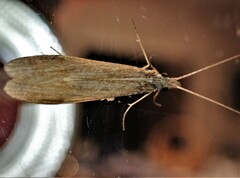 Triplectides cephalotes