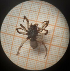 Pardosa