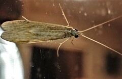 Triplectides cephalotes