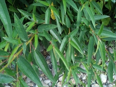 Boehmeria densiflora