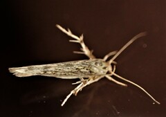 Stathmopoda plumbiflua