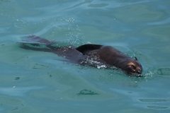 Arctocephalus pusillus pusillus