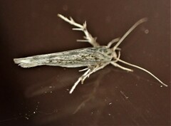 Stathmopoda plumbiflua