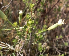 Dianthus micropetalus