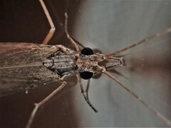 Triplectides cephalotes