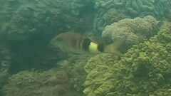 Parupeneus multifasciatus