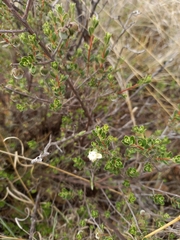 Dianthus micropetalus