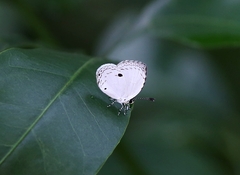 Neopithecops zalmora