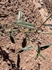 Palafoxia arida arida