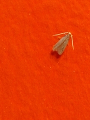 Autosticha kyotensis