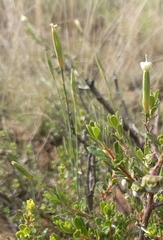 Dianthus micropetalus