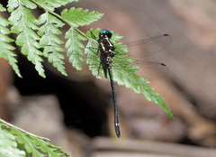 Eusynthemis aurolineata