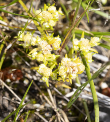 Siloxerus multiflorus