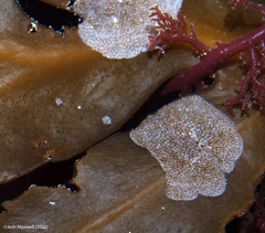 Membranipora membranacea