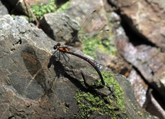 Austroargiolestes chrysoides