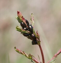 Chrysolina hyperici