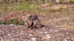 Papio ursinus ursinus