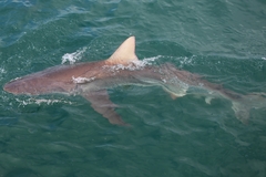 Carcharhinus brachyurus