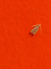 Autosticha kyotensis