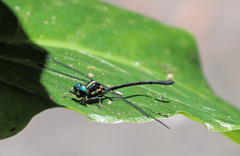 Eusynthemis aurolineata