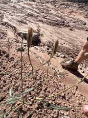 Palafoxia arida arida