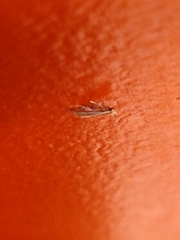 Autosticha kyotensis