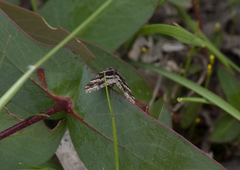 Dichromodes ainaria
