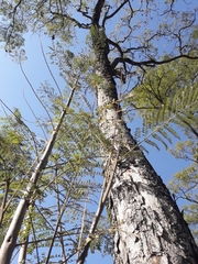 Jacaranda mimosifolia