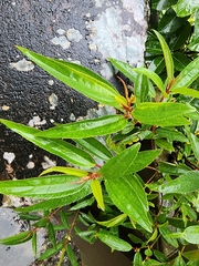 Boehmeria densiflora