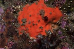 Acarnus erithacus