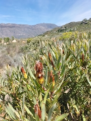 Protea burchellii