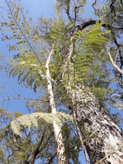 Jacaranda mimosifolia