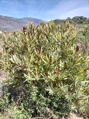 Protea burchellii