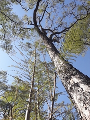 Jacaranda mimosifolia